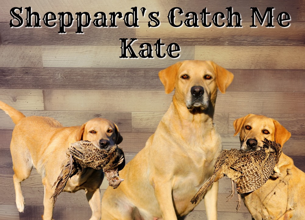 Sheppard's Catch Me Kate | Yellow Labrador Retriver