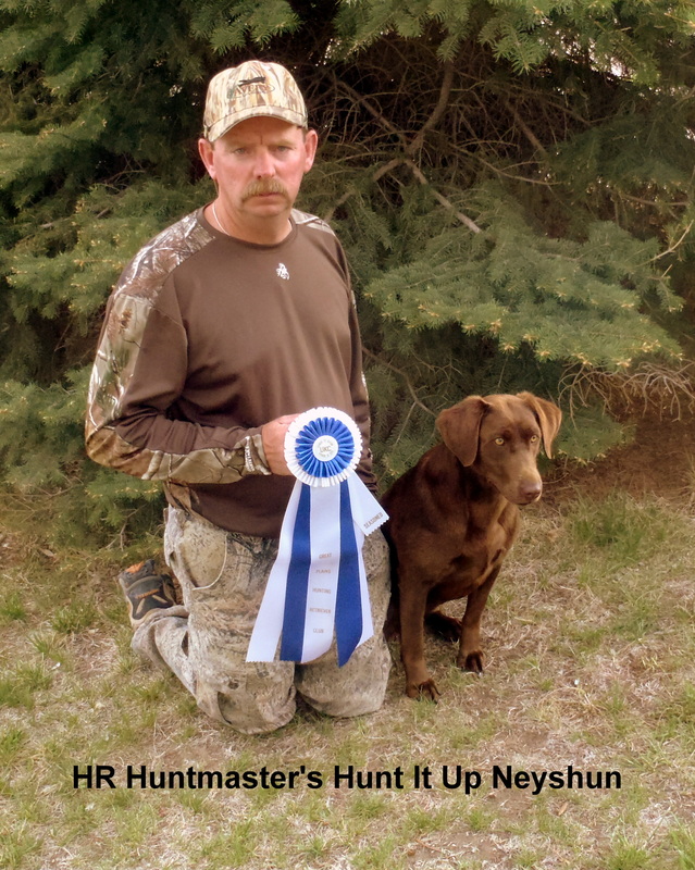 HR Huntmaster's Hunt It Up Neyshun | Chocolate Labrador Retriver