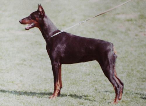 Clair v. Hermansjomaik | Black Doberman Pinscher