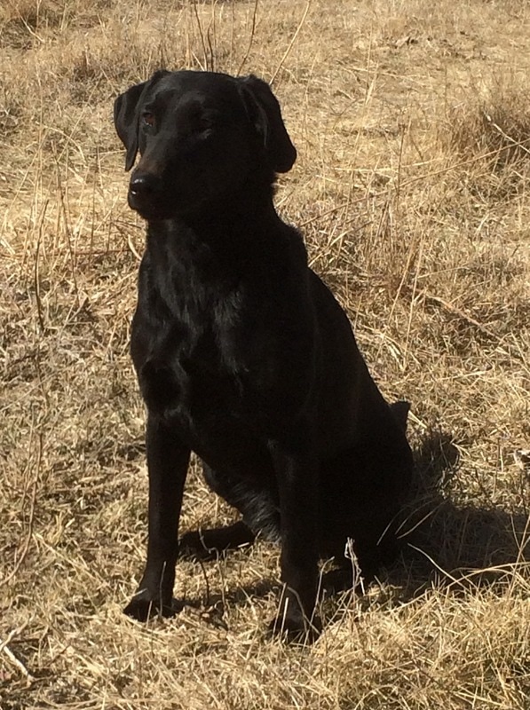 SHR Hunt It Up Jedda | Black Labrador Retriver