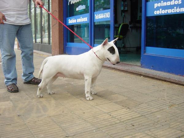 Gianna di roma de Peracho | Bull Terrier 