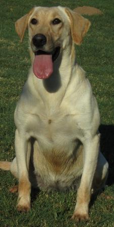 Landrys Little Hammer | Yellow Labrador Retriver