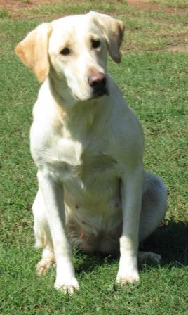 Landrys Super Powdered Sugar | Yellow Labrador Retriver