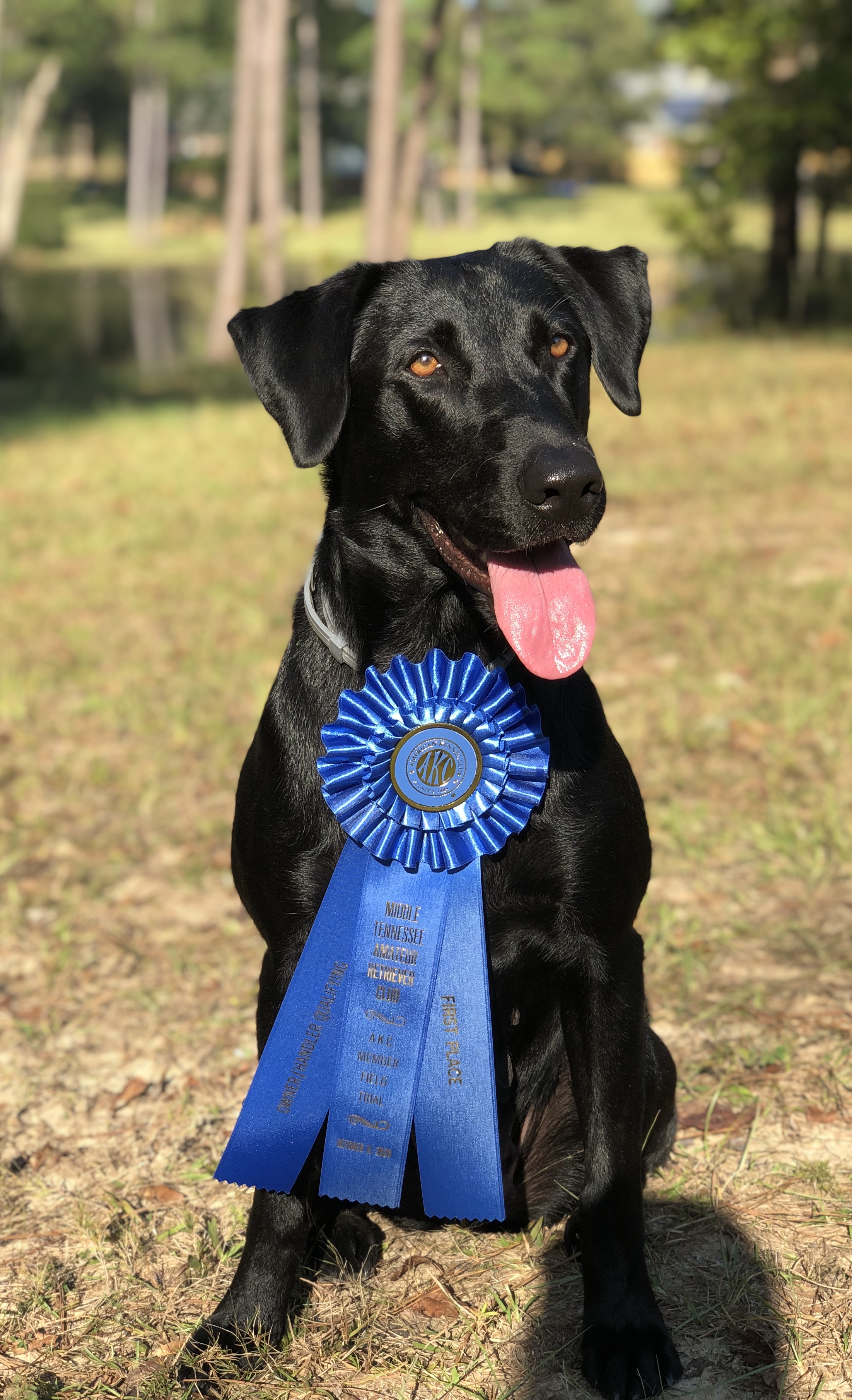 Dickens' Bella Of Troubador MH QA2 | Black Labrador Retriver