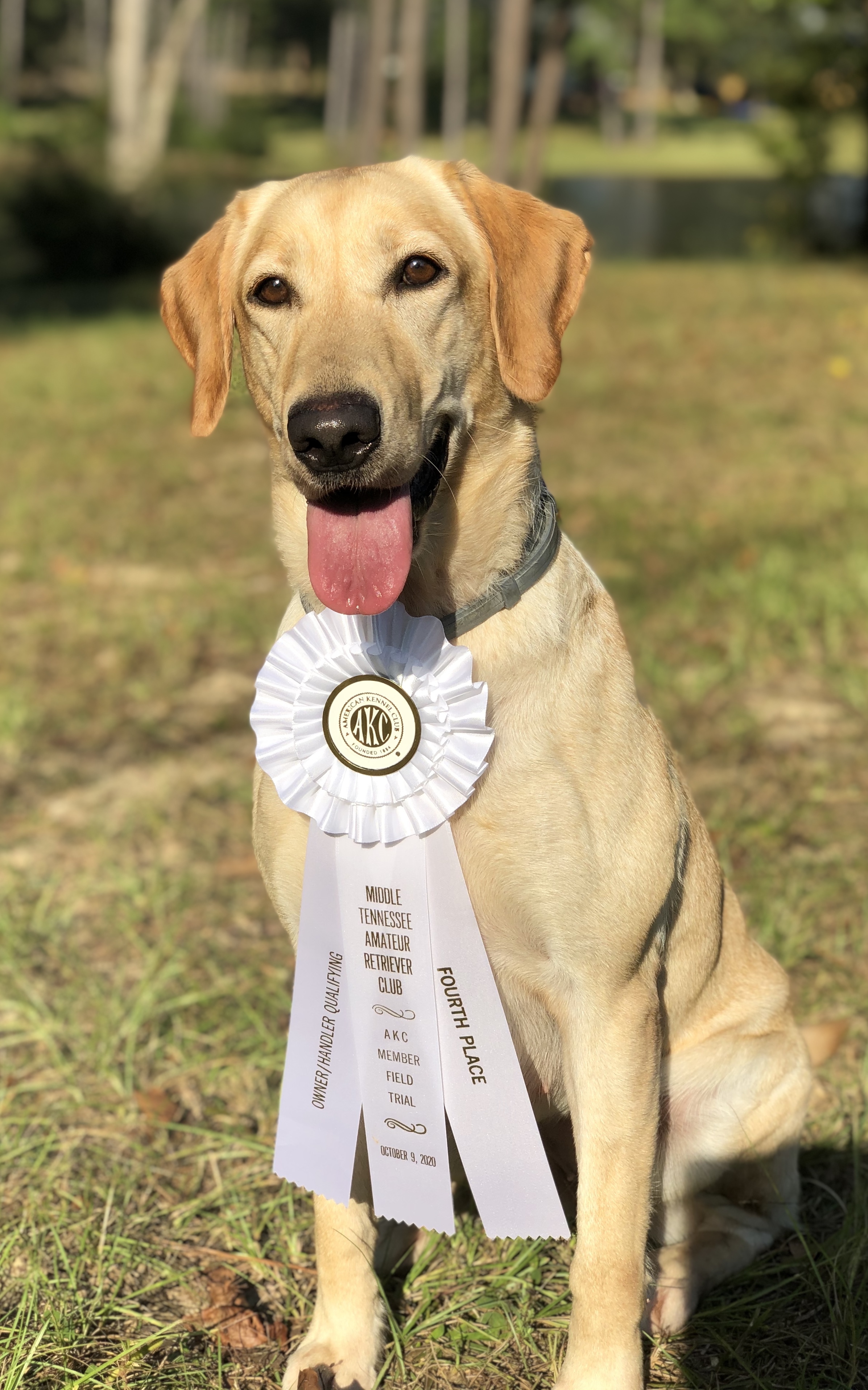 Dickens' Ford Mustang Shelby Don't Care QAA MH | Yellow Labrador Retriver