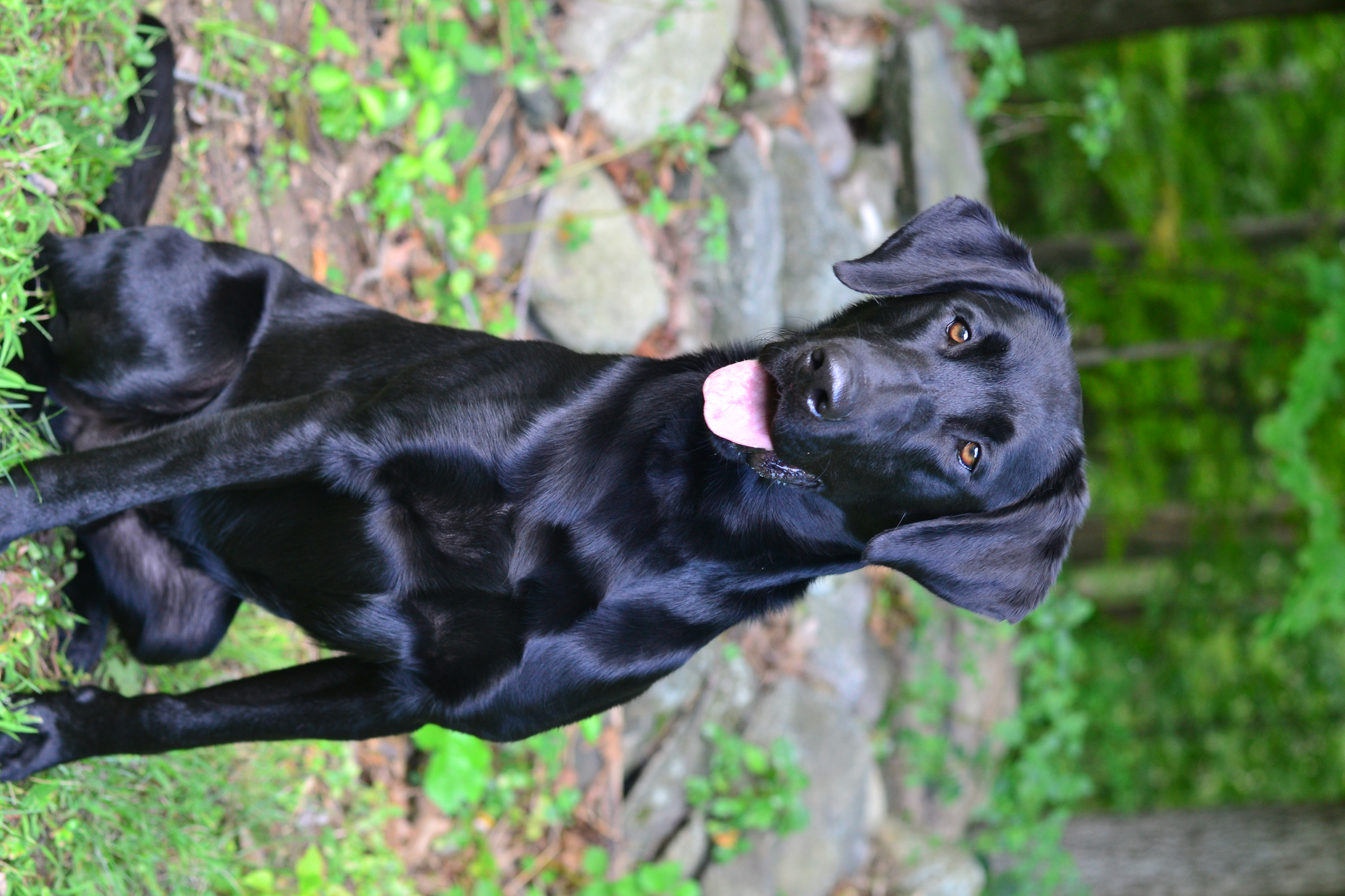 Maranatha Katalyst What's Up Doc? SWE SBM SEM JH TKN RN | Black Labrador Retriver