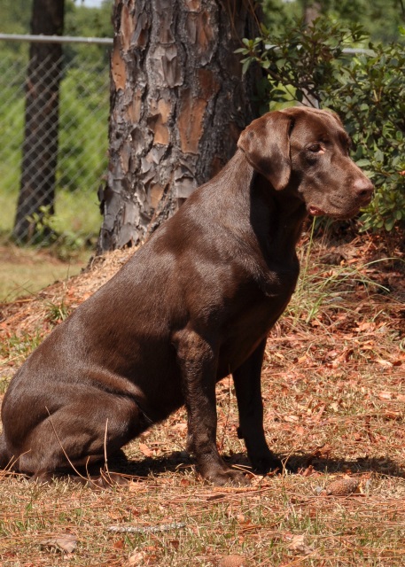 HR Big Creek's Talula Blue | Chocolate Labrador Retriver