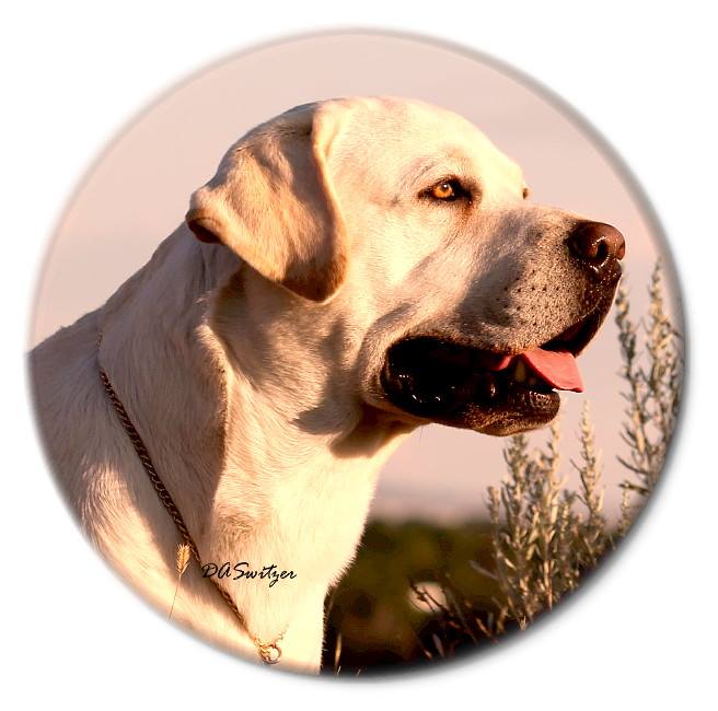 GRCH Labraharvest Tenacitys Gain RN | Yellow Labrador Retriver