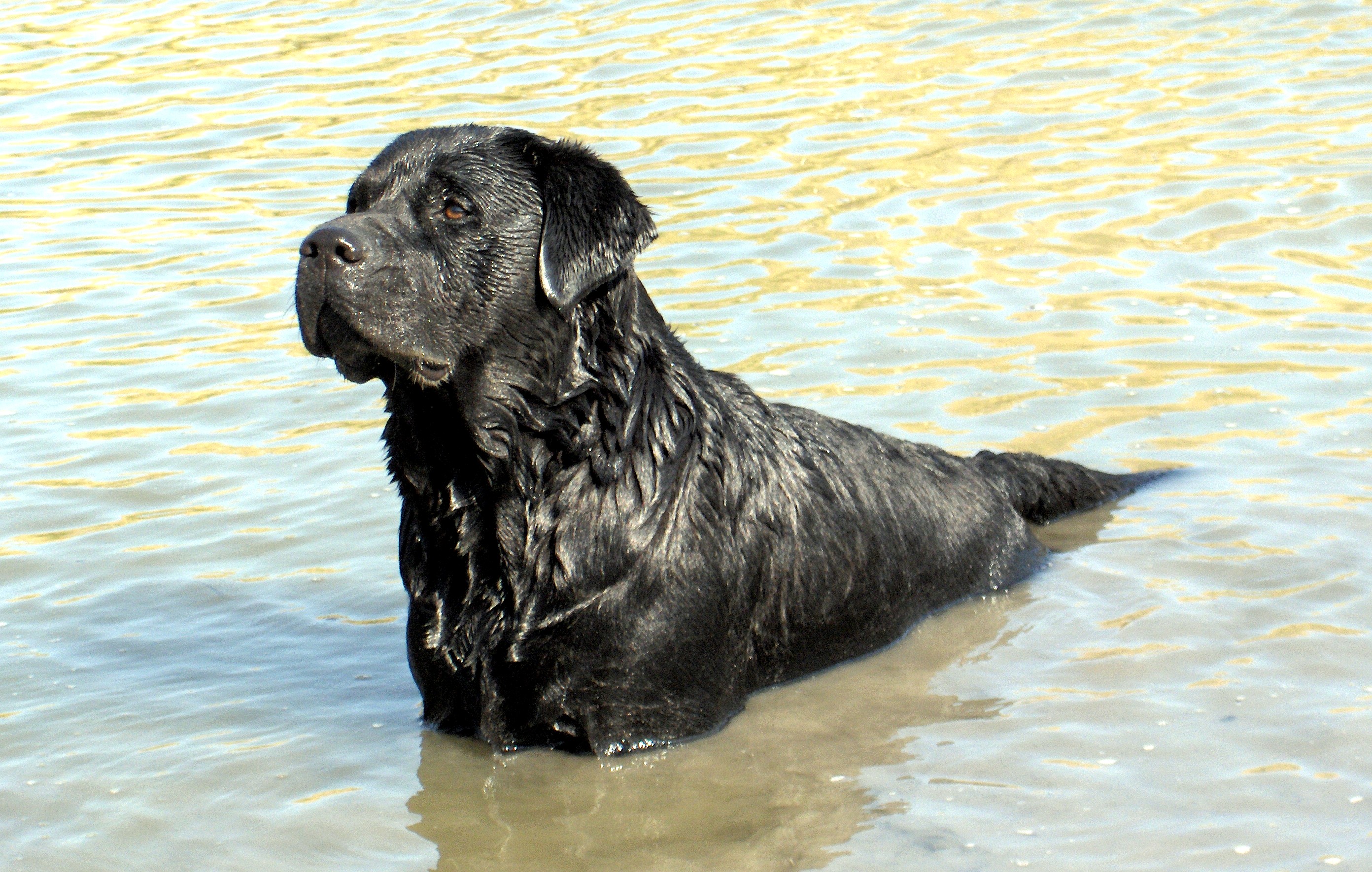 Can. BIS CH Windswepthill Double Double | Black Labrador Retriver