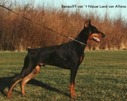 Beo Wulff v.'t Nieuwland v. Altena | Black Doberman Pinscher