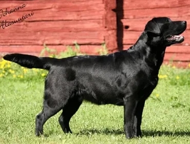 Mallorn's Ring Any Bells | Black Labrador Retriver