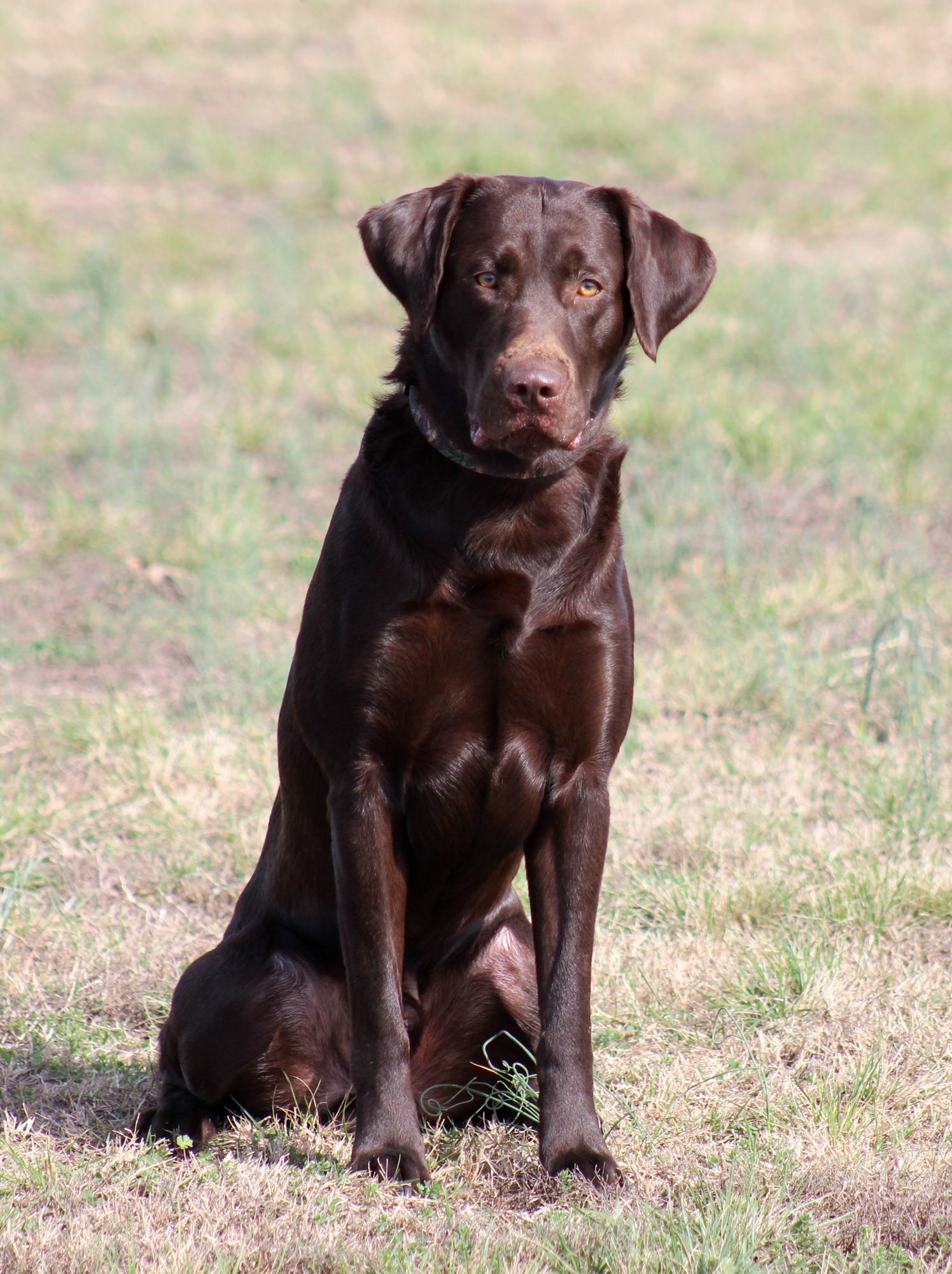 England's Bentley | Chocolate Labrador Retriver