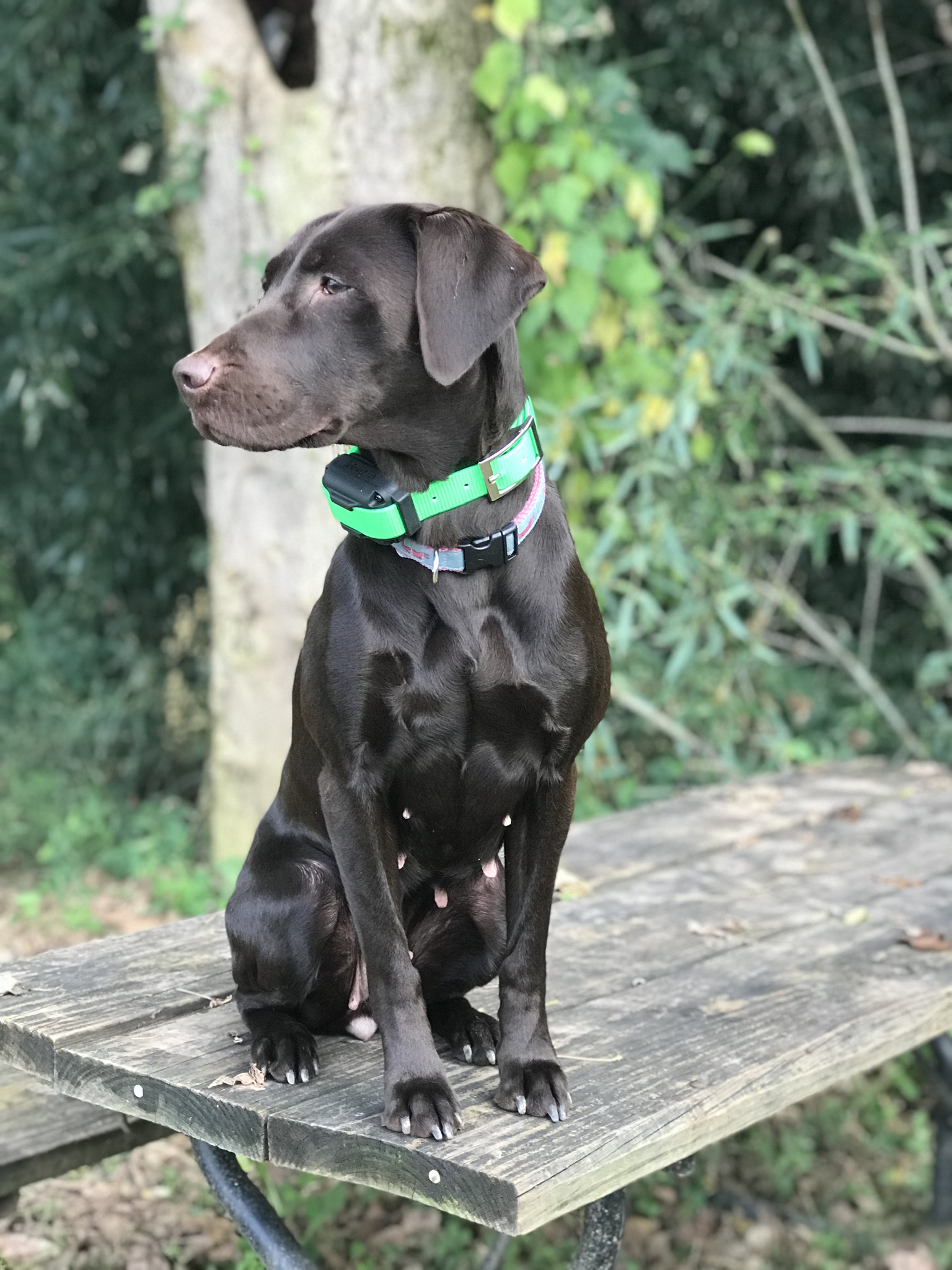 Southern Elite’s Lil Cajun Talulah | Chocolate Labrador Retriver