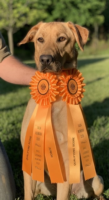 SHR 3 Ring Bianca Of Hella JH | Yellow Labrador Retriver