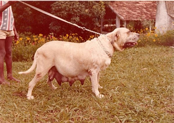 CATALA DE JIRUA | Fila Brasileiro 