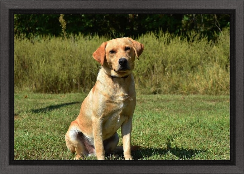 Mabry's Joe Diffie Has A Honky Tonk Attitude | Yellow Labrador Retriver