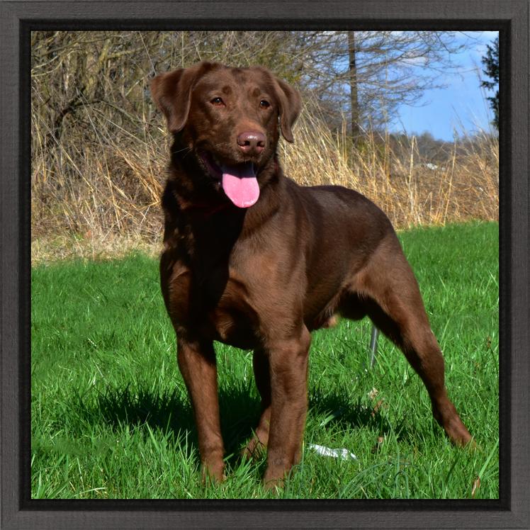 Mabry's Running Baer In Muddy Waters | Chocolate Labrador Retriver