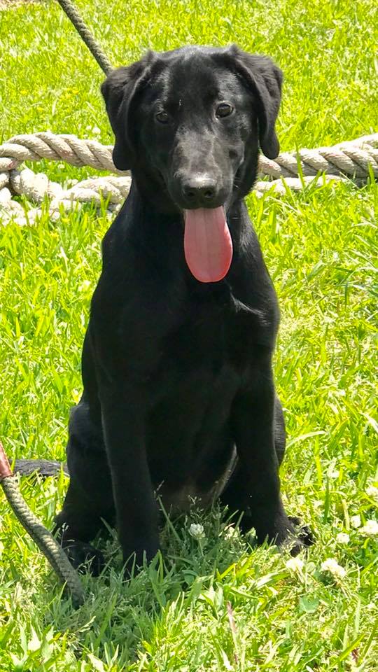 HRCH UH 'PR' Aint No Miss-demeanor | Black Labrador Retriver