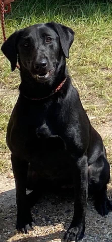 GRHRCH 'PR' Pecan Hill’s Raynestorm | Black Labrador Retriver