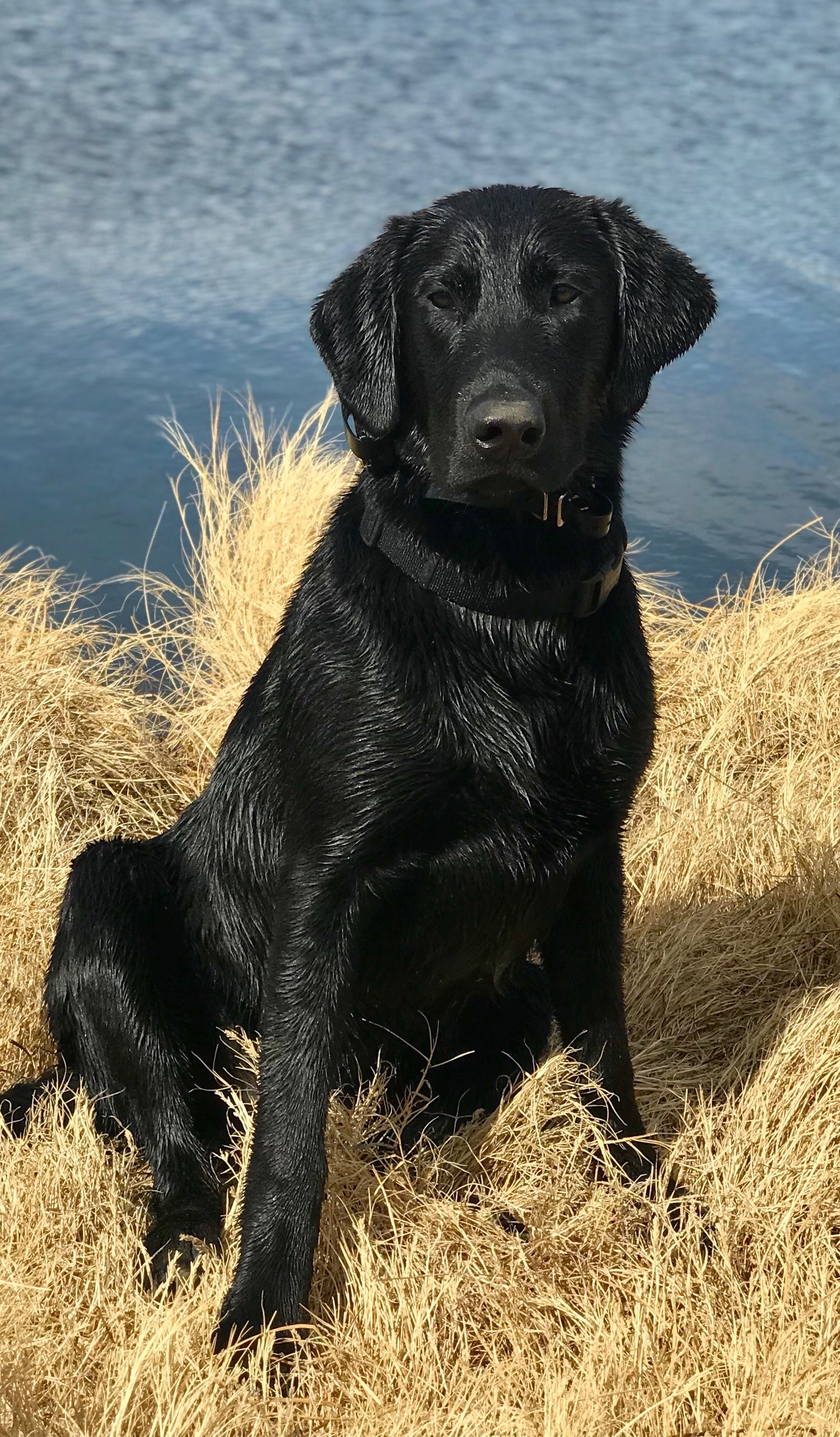 Big Sky Reed Em And Weep | Black Labrador Retriver