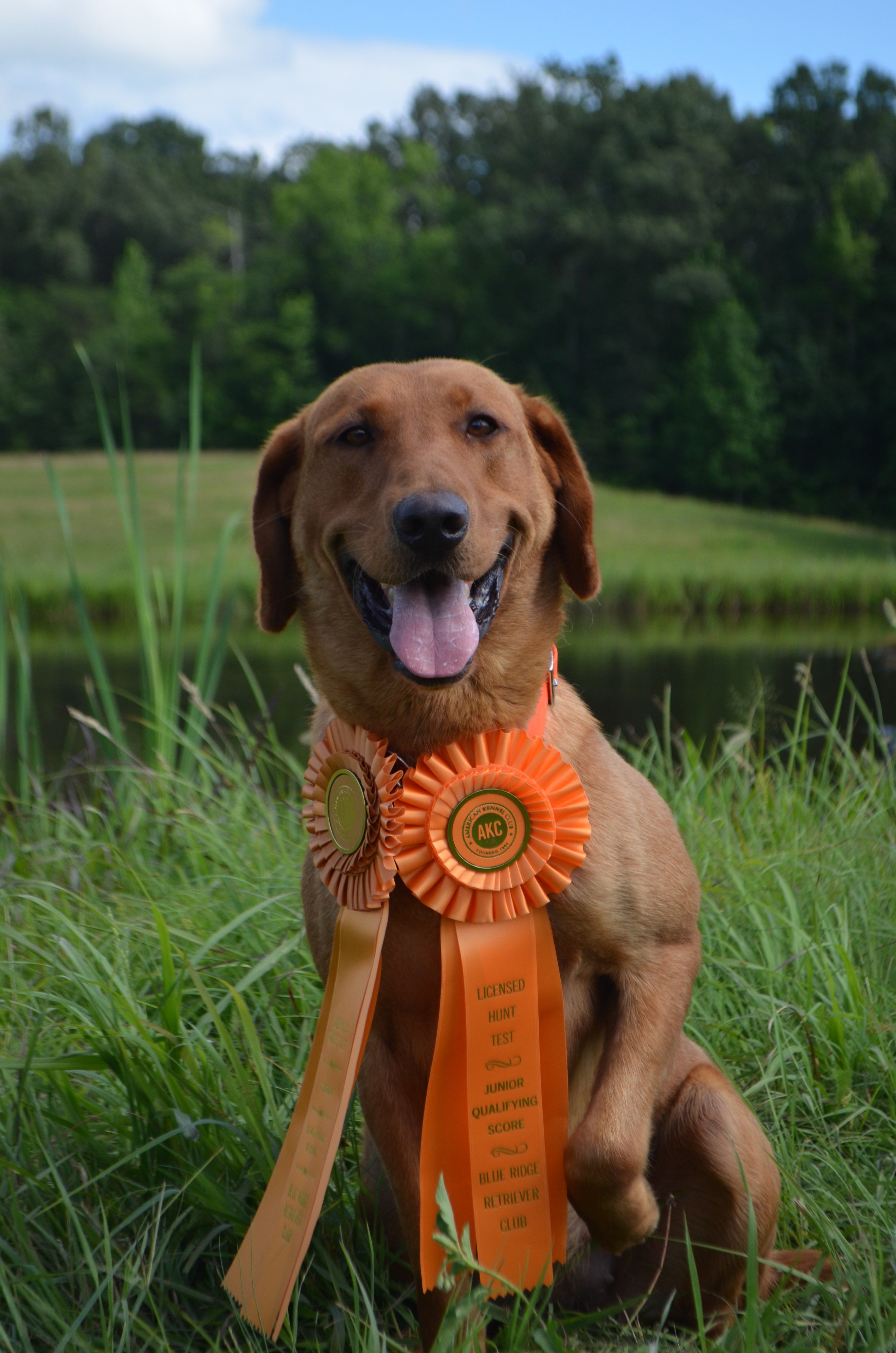 Redstorm's Run Granny's Gotta Gun  JH | Yellow Labrador Retriver