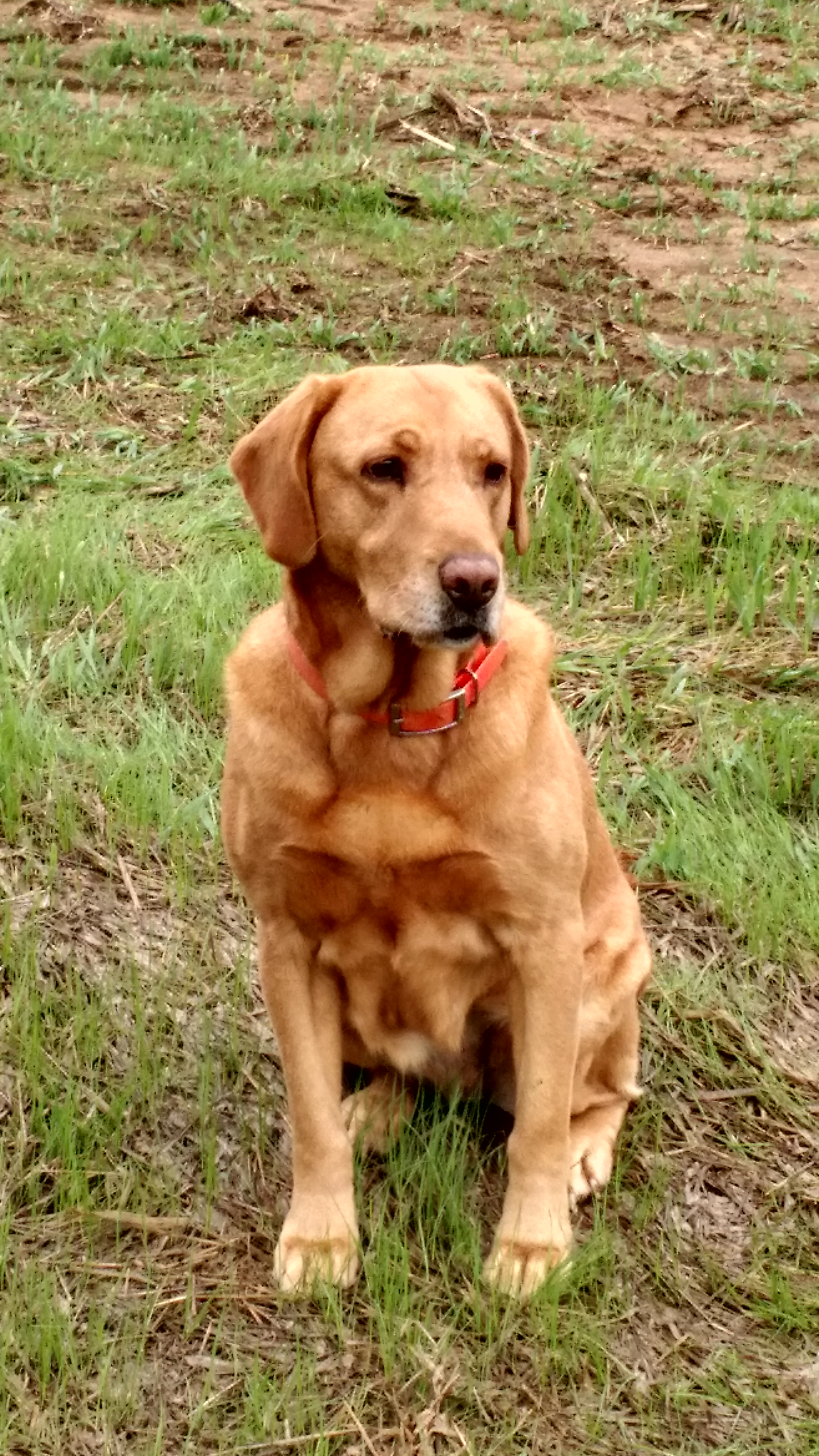 Mawmaws Bed N Breakfast Pheasants N Grits JH | Yellow Labrador Retriver