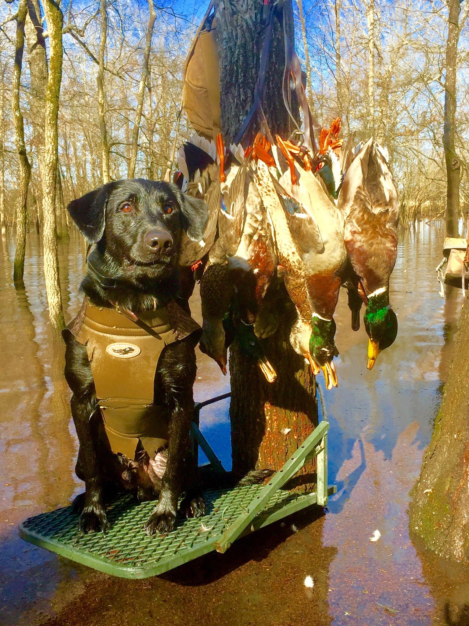 HRCH Ebonstars's 2 Tuff Too Boo Boo MH QAA | Black Labrador Retriver