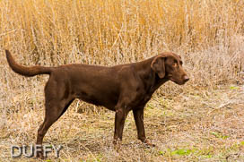 CPR APR Duffy's Aced Up Rippin Ruby's Tanzanite JH | Chocolate Labrador Retriver