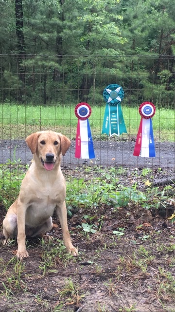 HRCH Fins Hopeful Lady | Yellow Labrador Retriver