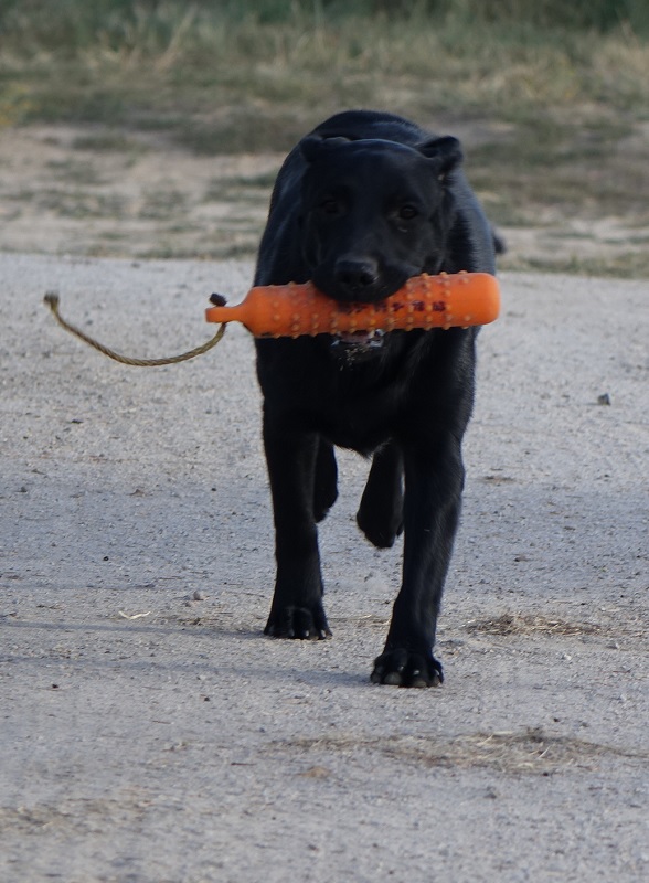 Justamere Don't Look Ethel | Black Labrador Retriver