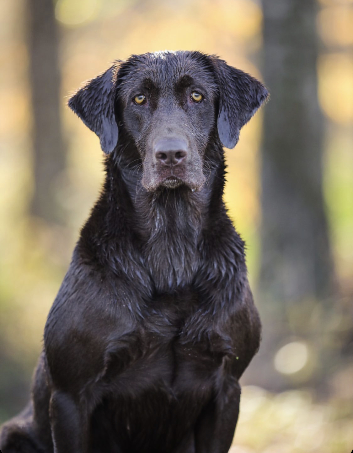 HRCH  Mississippi Magnolia Gem Of The South  MH | Chocolate Labrador Retriver