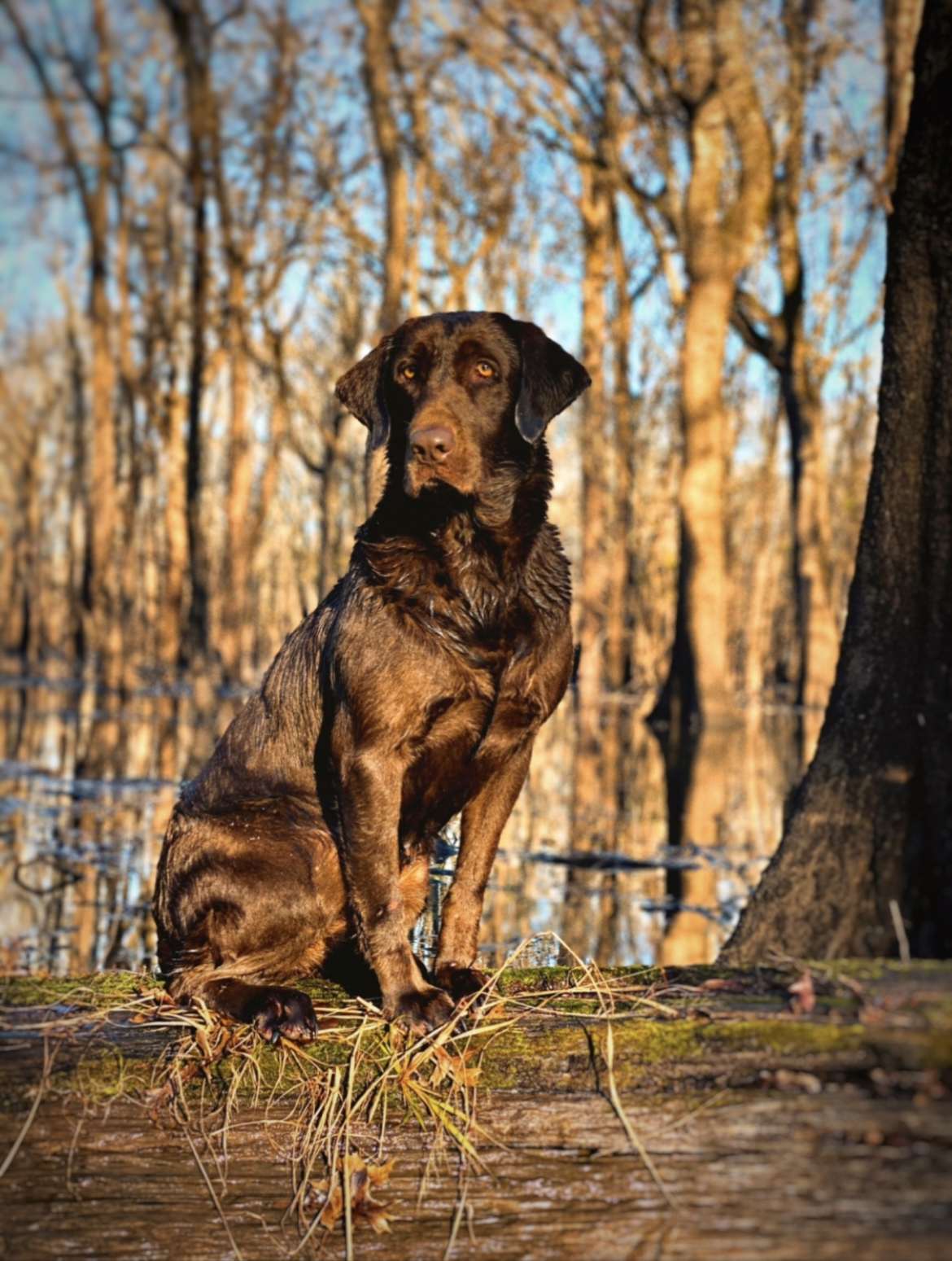 HRCH  Mississippi Magnolia Gem Of The South  MH | Chocolate Labrador Retriver