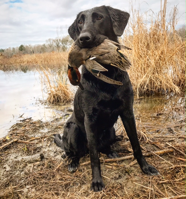 Lone Duck's Queen Of Graceland MH | Black Labrador Retriver