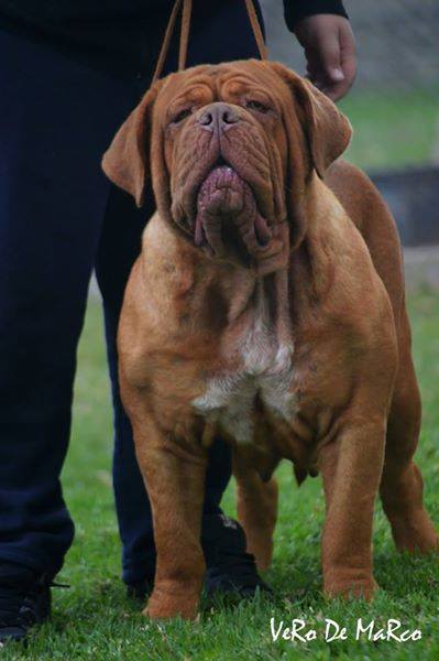 chuta los picasos | Dogue de Bordeaux 