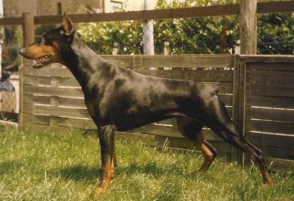 Dawi v.d. Kruisblokken | Black Doberman Pinscher