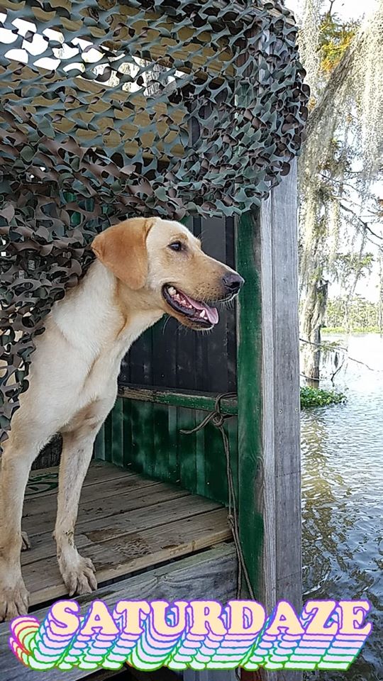 Bayou Brees Remi | Yellow Labrador Retriver