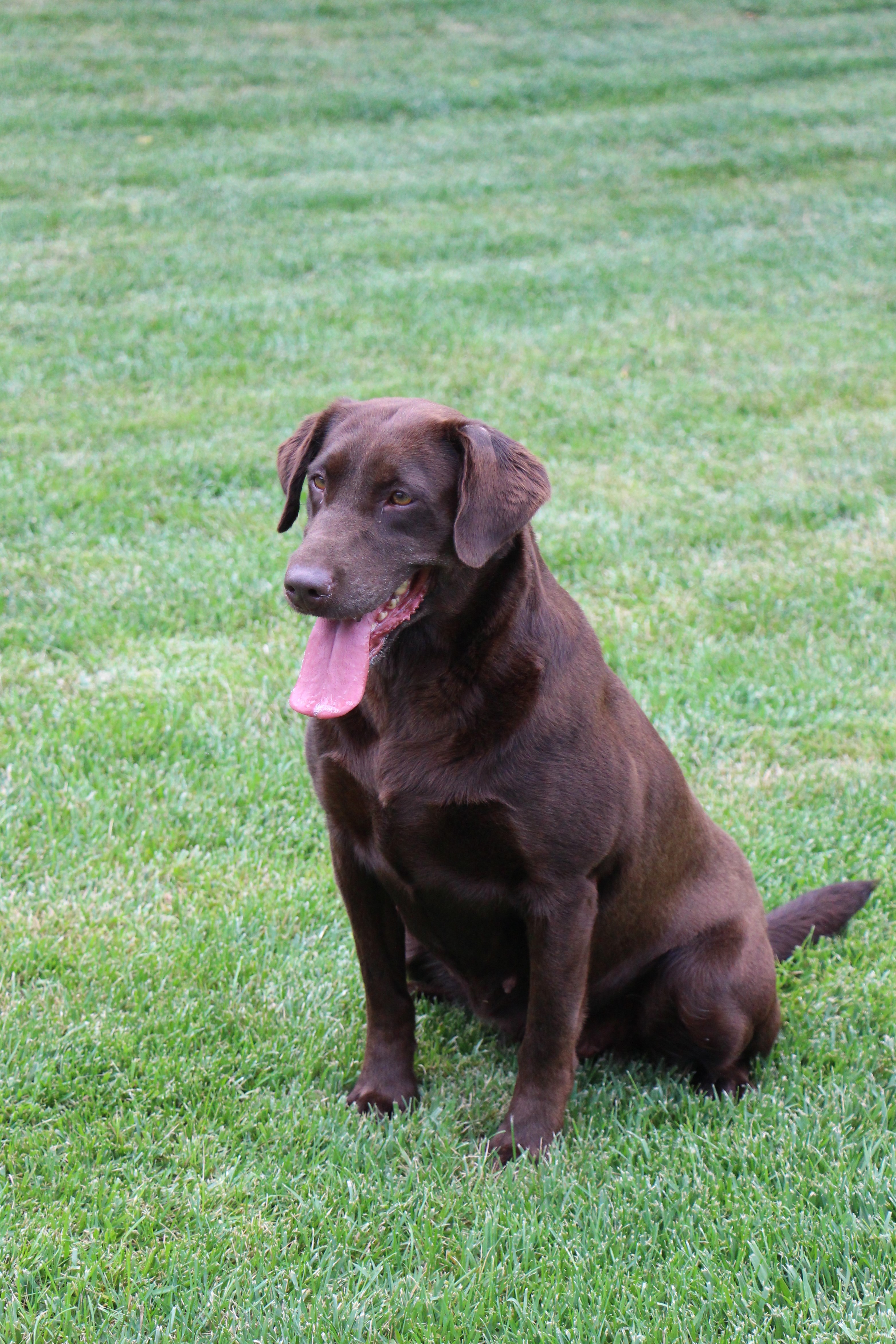 Lincoln Creek's Running Rapid JH | Chocolate Labrador Retriver