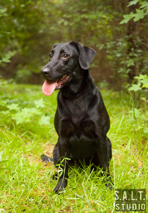 Weller's First Shot Benelli | Black Labrador Retriver