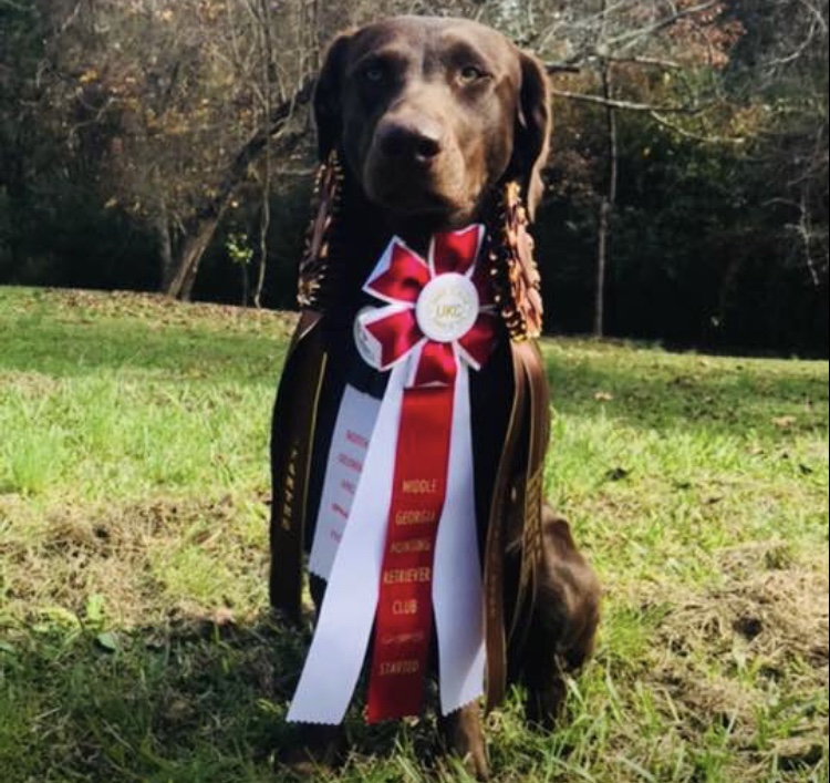 SHR Mickley's Flooded Timber | Chocolate Labrador Retriver