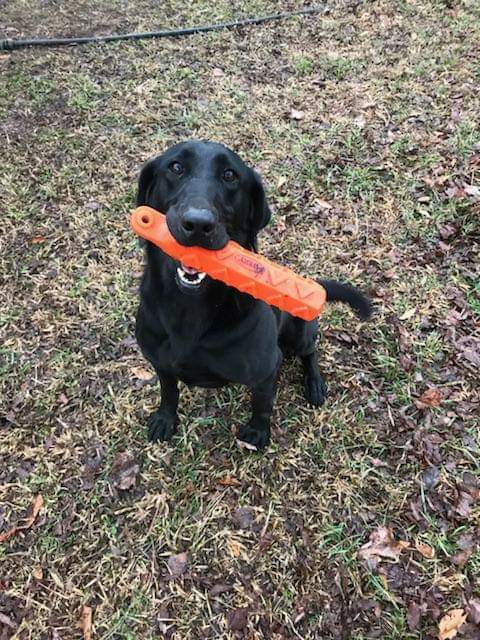 Avery's Diamond In The Rough | Black Labrador Retriver