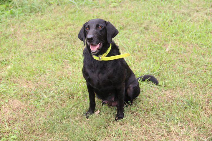 Fetch N Posse Ford's Mustang Sally JH | Black Labrador Retriver