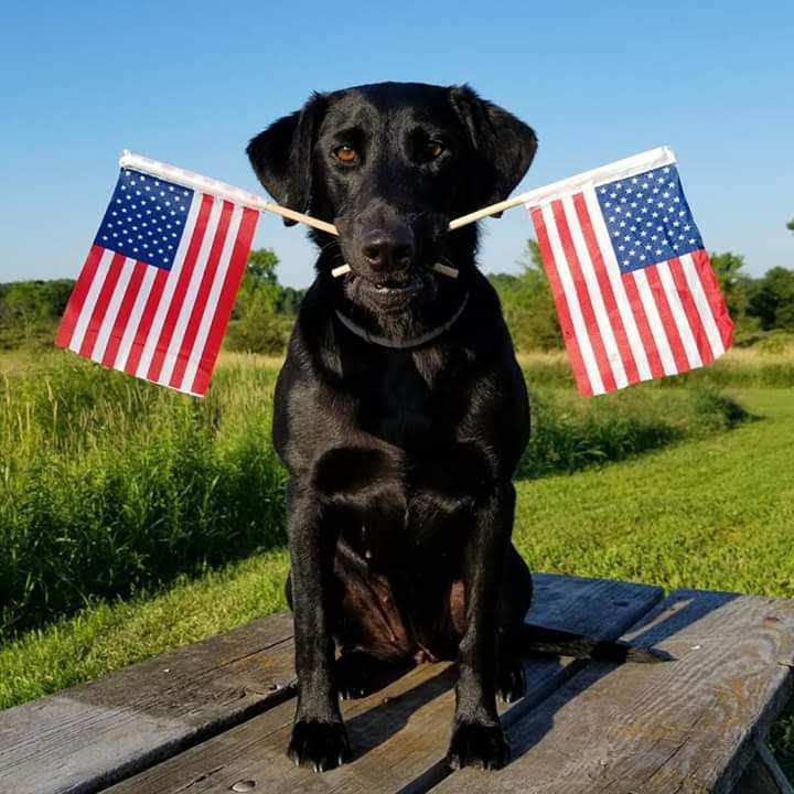 Rockriver Diamond Mine Forever | Black Labrador Retriver