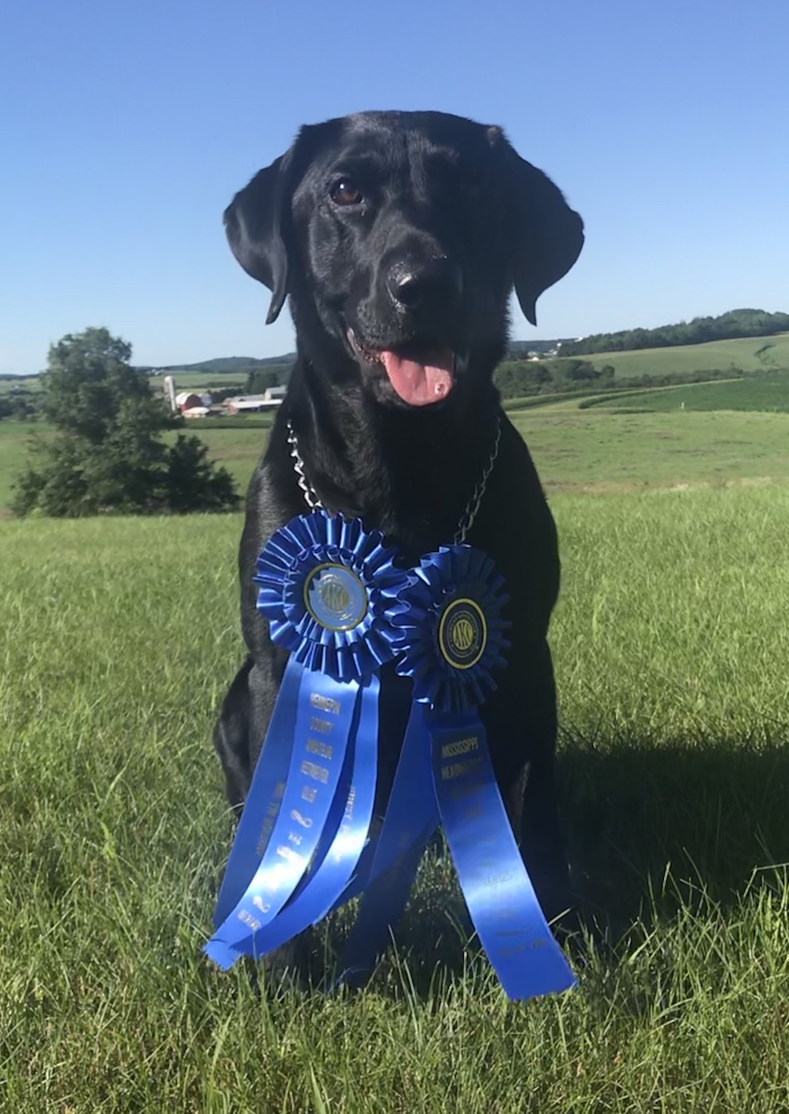 FC AFC J&C's Another Round In The Chamber | Black Labrador Retriver