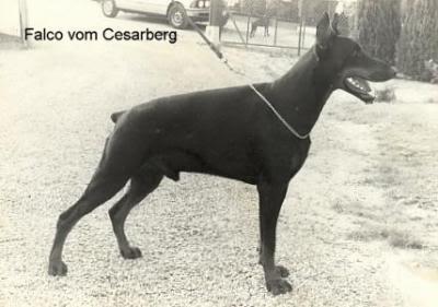 Falco v. Cesarberg | Black Doberman Pinscher