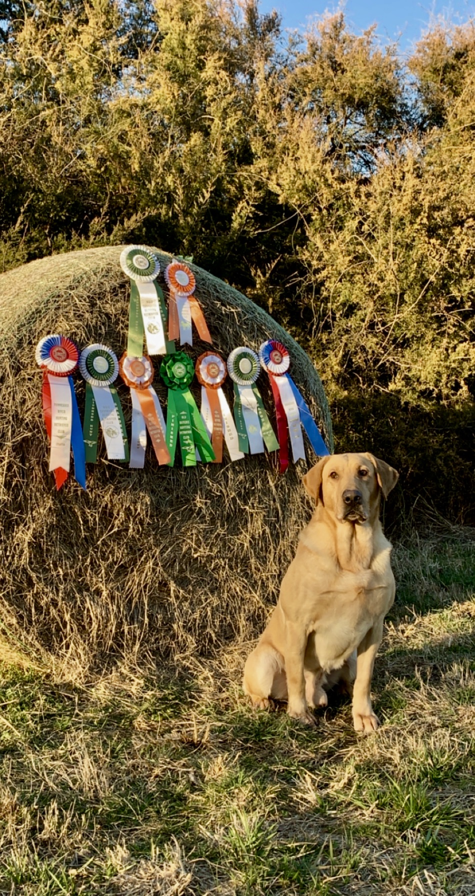 HRCH Tr's Rumbling To The Finish | Yellow Labrador Retriver