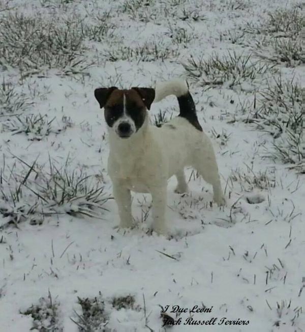 Liana-Lia | Jack Russell Terrier 