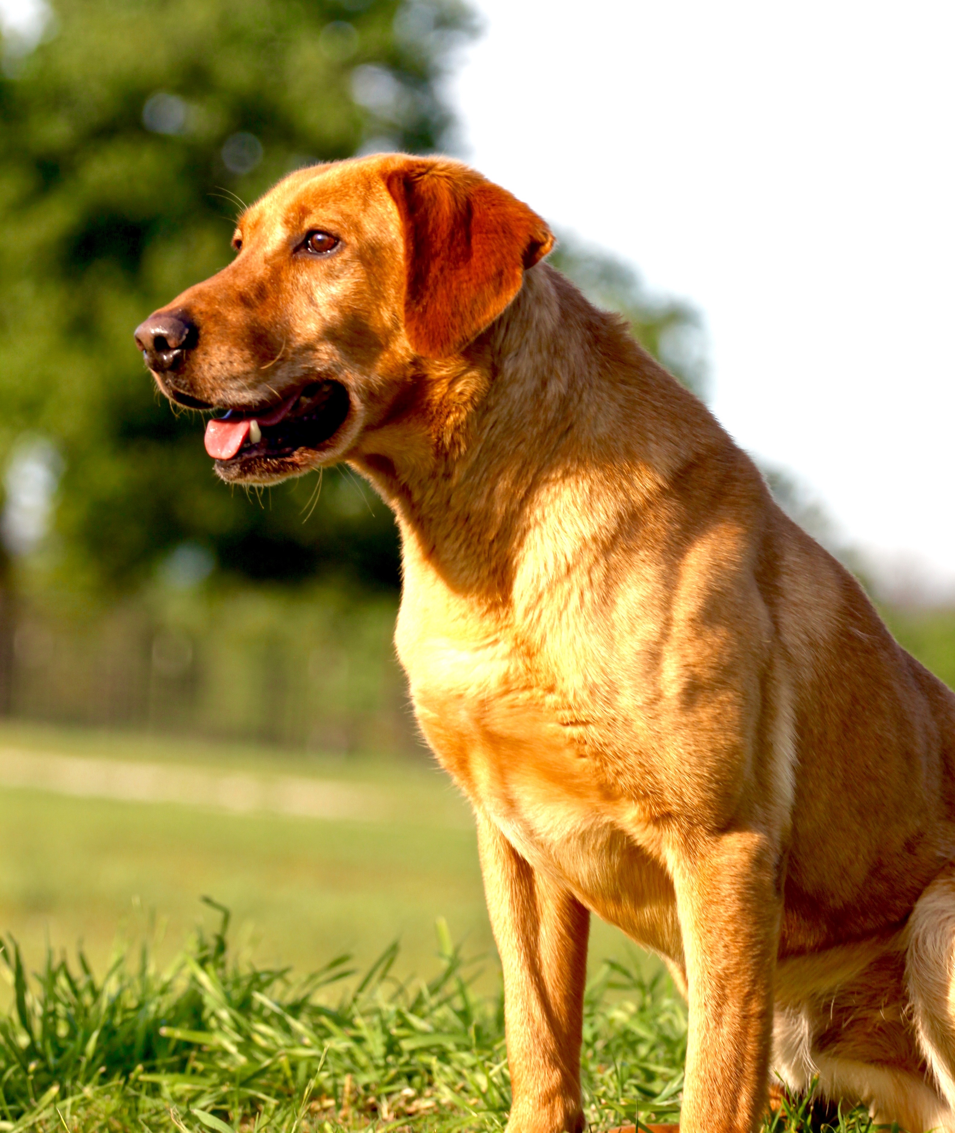 I Told You No You Son Of A MH | Yellow Labrador Retriver