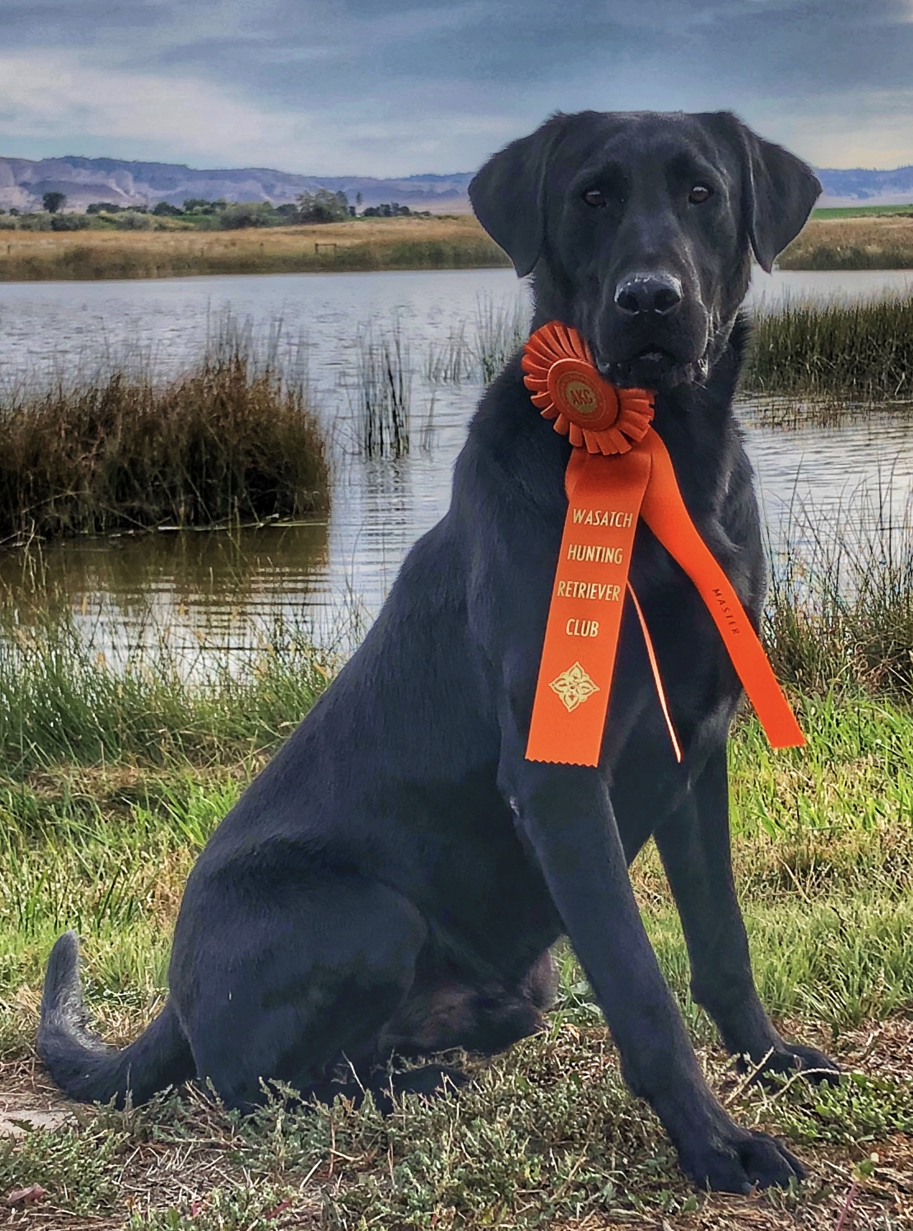 HRCH Flatlander’s Taking Dead Aim MH14 | Black Labrador Retriver