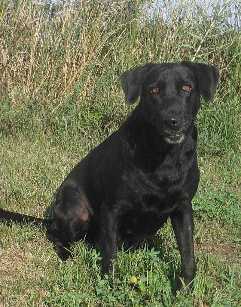 4XGMPR OGF Clara Allen MH QA2 | Black Labrador Retriver