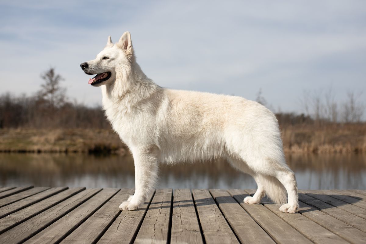 Shamrock Shepherds' Chinook | White Swiss Shepherd Dog 